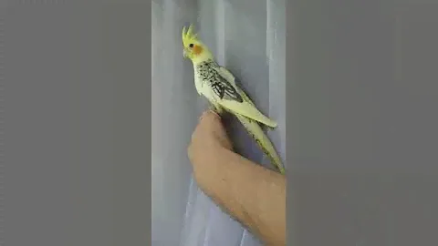 Жемчужный птенец кореллы