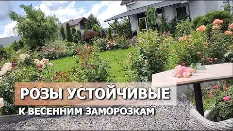 РОЗЫ УСТОЙЧИВЫЕ К ЗАМОРОЗКАМ | Сорта роз устойчивые к заморозкам