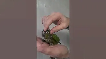 Попугай Пиррура птенцы