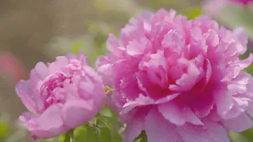 «Цветы Китая» 05 Пион