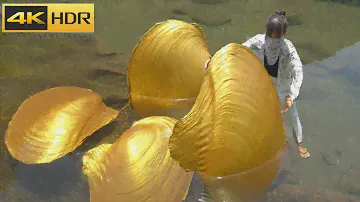 【4KHDR】😱The whole body is covered in golden clams, let's see what kind of pearls we can collect