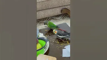 Засрульки #попугай #птицы #birds #cockatiel #пиррура #parrot #смех #кузя #рики