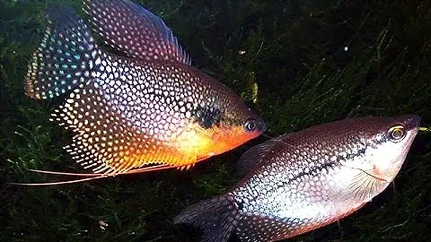 РАЗВЕДЕНИЕ ЖЕМЧУЖНЫХ ГУРАМИ