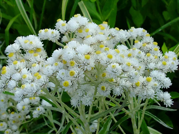 Анафалис жемчужный (Anaphalis margaritacea)