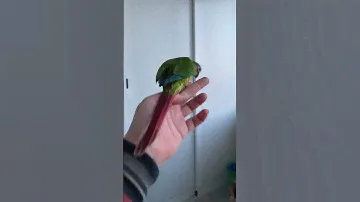 Пиррурик акробатурик ❤️